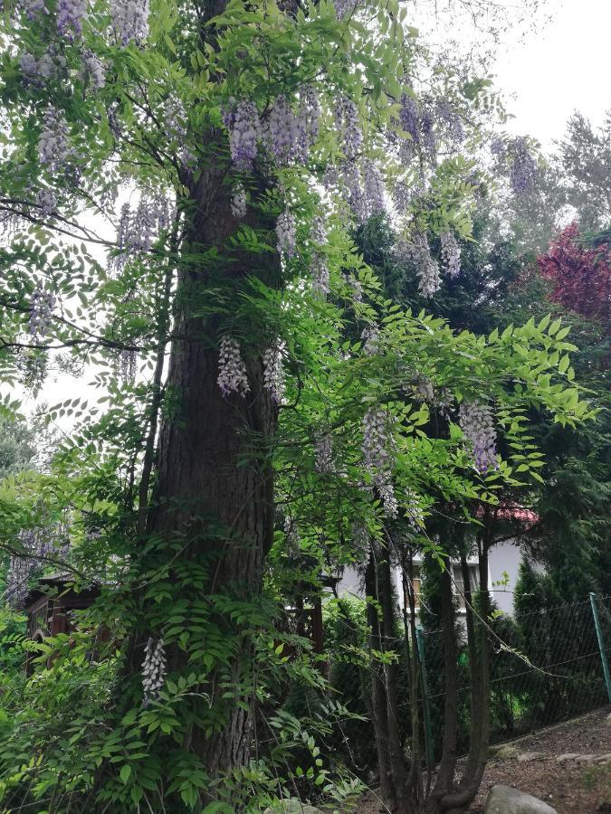 Kaszuby Dom Nad Jeziorem Szczytno Duze Holiday home Dobrzyn (Pomerania)